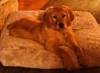 Mini Golden puppies