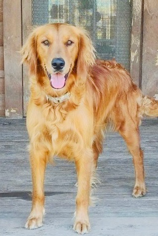 Rosie